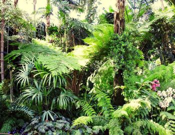 View of palm trees