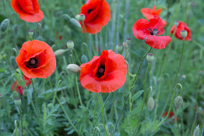 Close-up of red poppy flowers on field