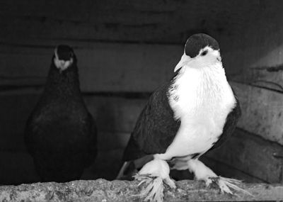 Close-up of bird perching outdoors