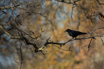 Low angle view of bird perching on bare tree