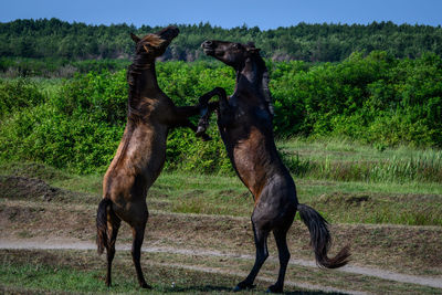 Horses in georgia