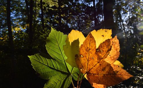 Close-up of yellow maple leaf on land