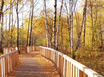 Footpath amidst trees in forest during autumn