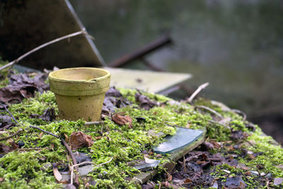 Close-up of plant growing on field