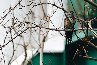 Low angle view of bird perching on branch