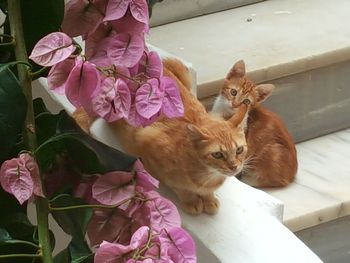 Portrait of cat on pink flowering plants