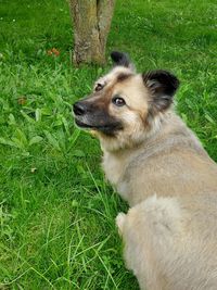 Dog looking away on field