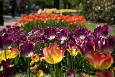 Close-up of purple tulips in park