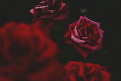 Close-up of rose bouquet