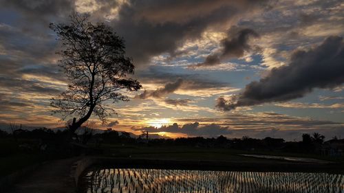 Silhouette tree on field against sky during sunset