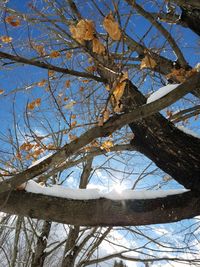 Low angle view of bare tree against blue sky