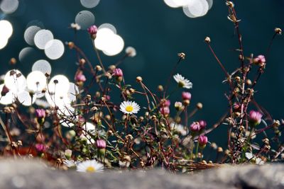 Flowers growing on field during sunny day