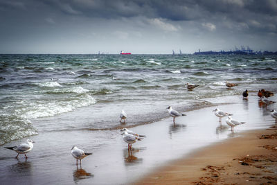 Seagulls on beach