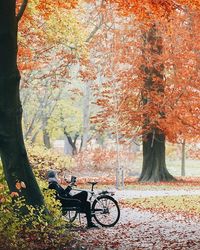 Parked trees in park