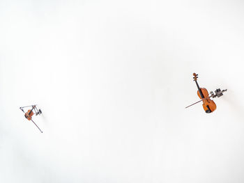 Low angle view of insect flying against sky