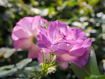 Close-up of pink orchid