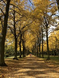 Road amidst trees in park during autumn