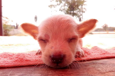 Close-up portrait of a dog