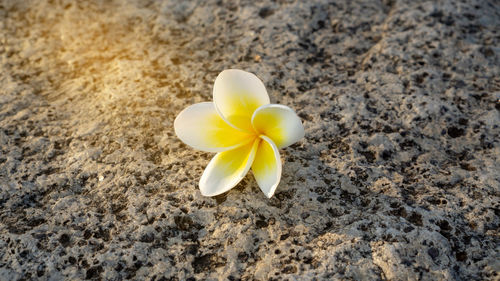 Close-up of white flower