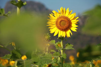 Close-up of sunflower on field