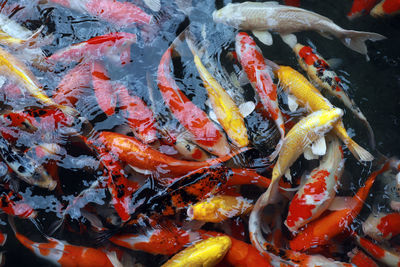 High angle view of koi carps swimming in pond