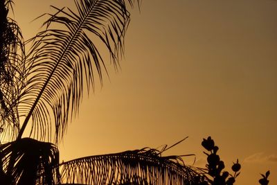 Low angle view of palm trees