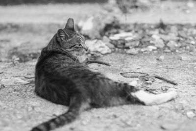 Cat resting on street