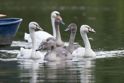 Swans swimming in lake