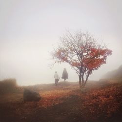 Bare trees on field during foggy weather