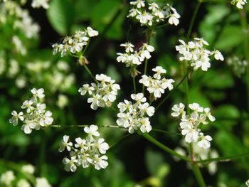 Close-up of white flowering plants