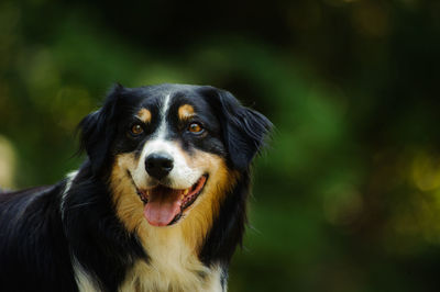 Close-up of dog with sticking out tongue