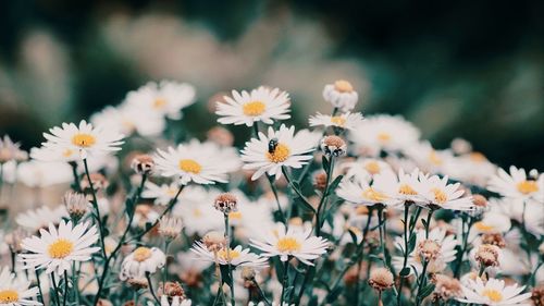 flowering plant