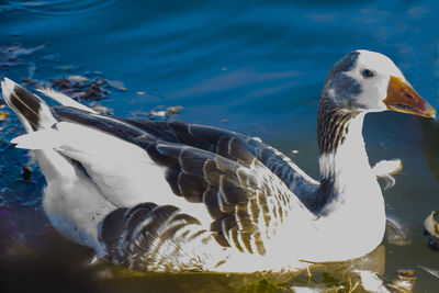 Close-up of swan swimming in lake