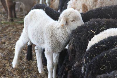 Sheep in a farm