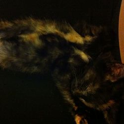 Cat sleeping on bed