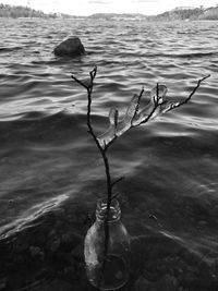 Close-up of plant on sea shore