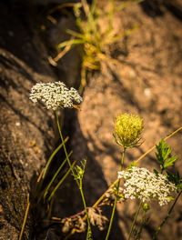 Close-up of plant growing on field