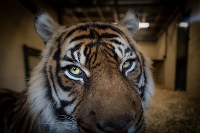 Close-up of tiger in captivity