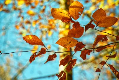 Close-up of dry leaves on branch against blurred background