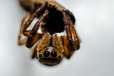 Close-up of spider on white background