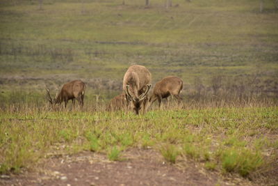 Deer in a field