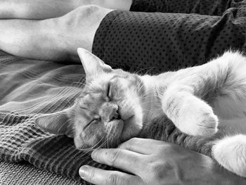 Close-up of cat sleeping on bed