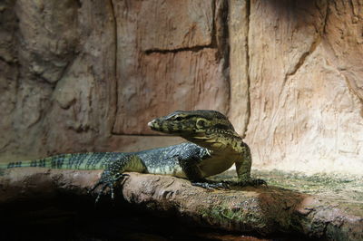 Monitor lizard in forest