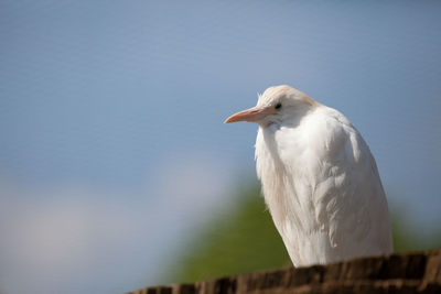 Close-up of bird perching against sky