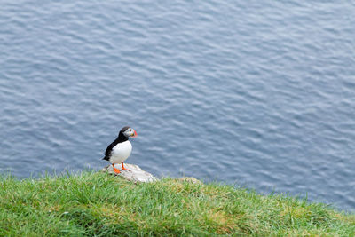 Bird perching on a lake