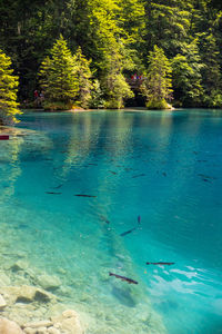 View of fish swimming in sea