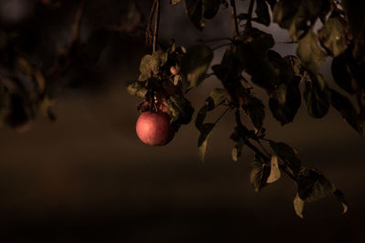 Close-up of fruits hanging on tree