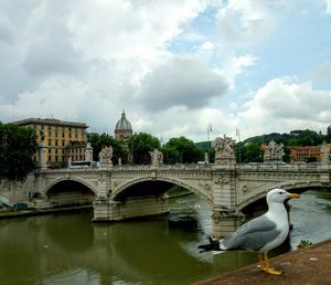 Seagulls on bridge over river against buildings