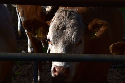 Cows in ranch