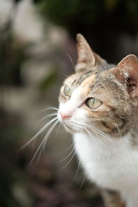 Close-up portrait of a cat